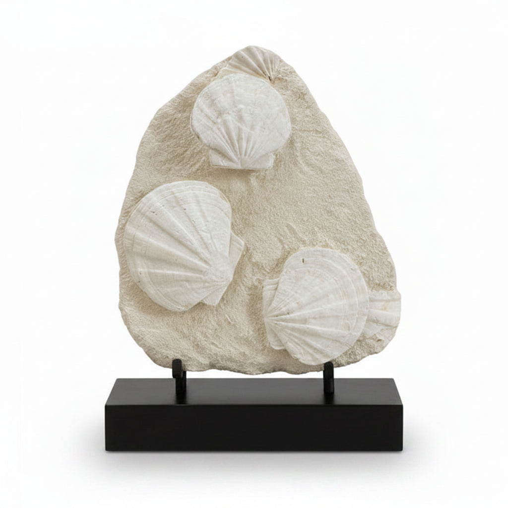 Fossil scallop shells | Cayen Home