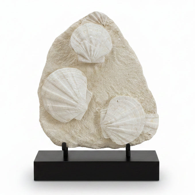 Fossil scallop shells | Cayen Home