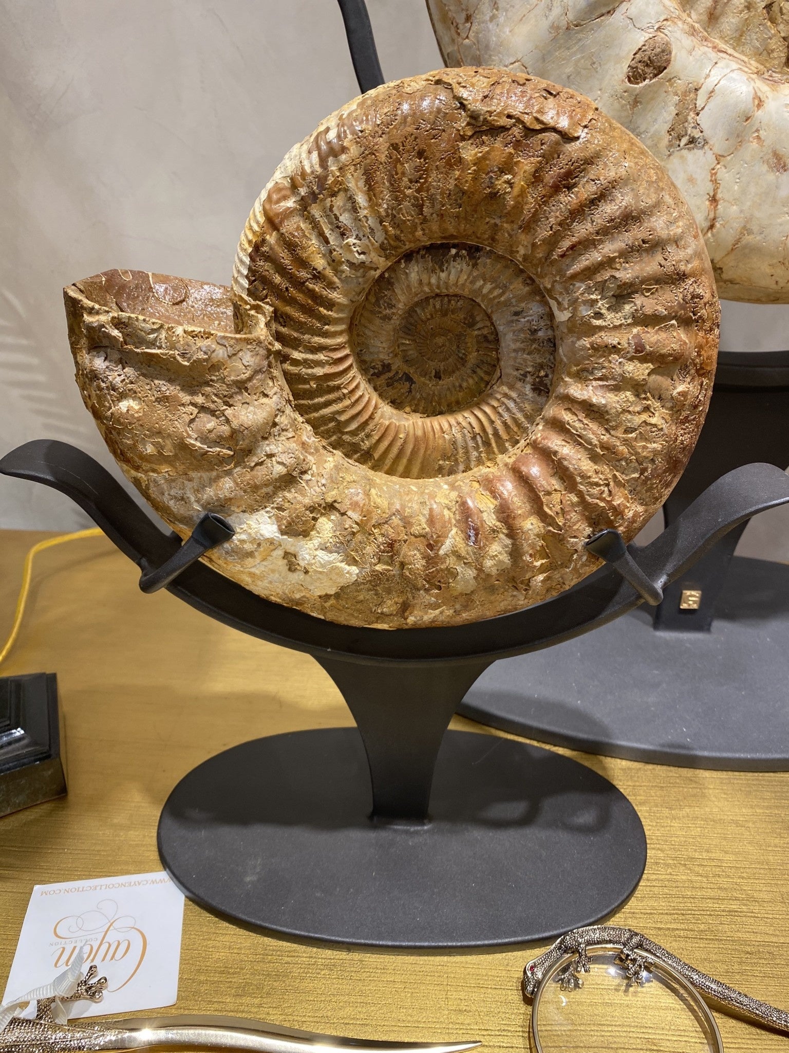 Fossil ammonite on a stand, view 2 | Cayen Home