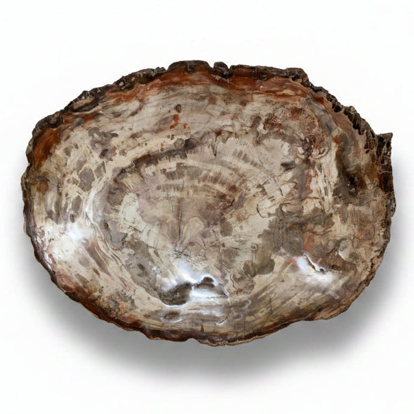 Petrified wood slice | Cayen Home