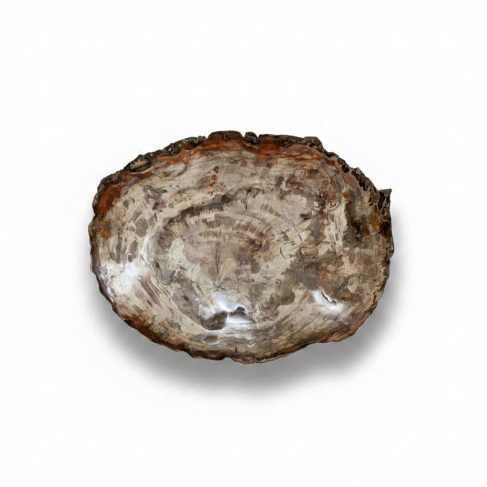 Petrified wood slice | Cayen Home
