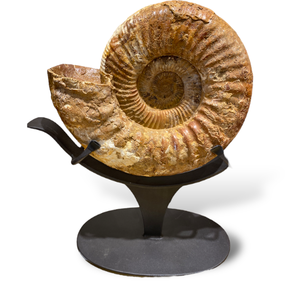 Fossil ammonite on a stand | Cayen Home