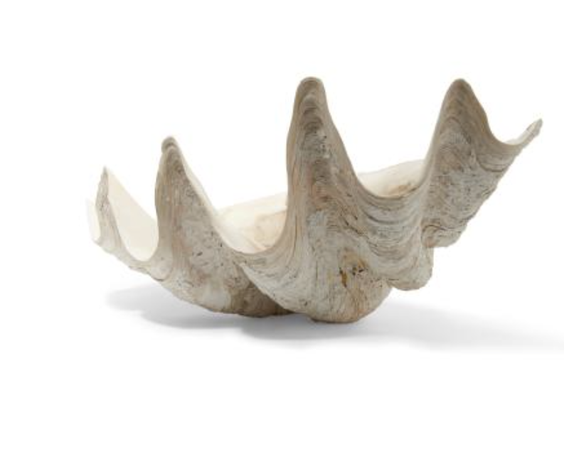 Natural giant clam shell | Cayen Home